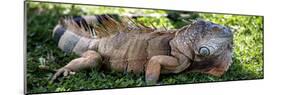 Green Iguana - Florida-Philippe Hugonnard-Mounted Photographic Print