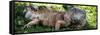 Green Iguana - Florida-Philippe Hugonnard-Framed Stretched Canvas