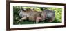 Green Iguana - Florida-Philippe Hugonnard-Framed Photographic Print