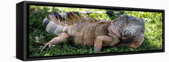 Green Iguana - Florida-Philippe Hugonnard-Framed Stretched Canvas