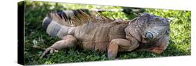 Green Iguana - Florida-Philippe Hugonnard-Stretched Canvas