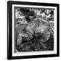 Green Iguana - Florida-Philippe Hugonnard-Framed Photographic Print