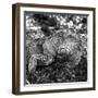 Green Iguana - Florida-Philippe Hugonnard-Framed Photographic Print