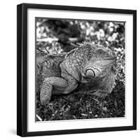 Green Iguana - Florida-Philippe Hugonnard-Framed Photographic Print