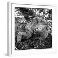 Green Iguana - Florida-Philippe Hugonnard-Framed Photographic Print