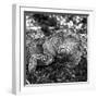 Green Iguana - Florida-Philippe Hugonnard-Framed Photographic Print