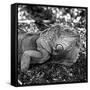 Green Iguana - Florida-Philippe Hugonnard-Framed Stretched Canvas