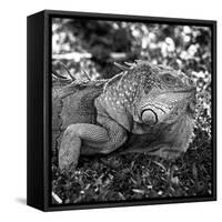Green Iguana - Florida-Philippe Hugonnard-Framed Stretched Canvas