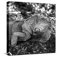 Green Iguana - Florida-Philippe Hugonnard-Stretched Canvas