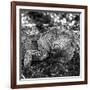 Green Iguana - Florida-Philippe Hugonnard-Framed Photographic Print