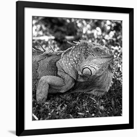 Green Iguana - Florida-Philippe Hugonnard-Framed Photographic Print