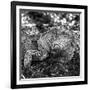 Green Iguana - Florida-Philippe Hugonnard-Framed Photographic Print