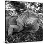 Green Iguana - Florida-Philippe Hugonnard-Stretched Canvas