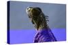 Green Iguana (Iguana Iguana), Boca Tapada, Alajuela Province, Costa Rica, Central America-Matthew Williams-Ellis-Stretched Canvas