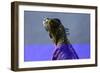 Green Iguana (Iguana Iguana), Boca Tapada, Alajuela Province, Costa Rica, Central America-Matthew Williams-Ellis-Framed Photographic Print