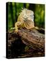 Green Iguana, Iguana Iguana, Native to Mexico and Central America-David Northcott-Stretched Canvas