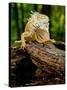 Green Iguana, Iguana Iguana, Native to Mexico and Central America-David Northcott-Stretched Canvas