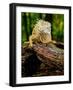 Green Iguana, Iguana Iguana, Native to Mexico and Central America-David Northcott-Framed Photographic Print