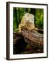 Green Iguana, Iguana Iguana, Native to Mexico and Central America-David Northcott-Framed Photographic Print