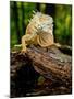 Green Iguana, Iguana Iguana, Native to Mexico and Central America-David Northcott-Mounted Photographic Print