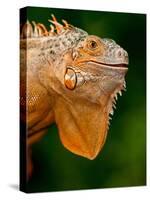 Green Iguana, Iguana Iguana, Native to Mexico and Central America-David Northcott-Stretched Canvas