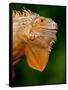 Green Iguana, Iguana Iguana, Native to Mexico and Central America-David Northcott-Framed Stretched Canvas