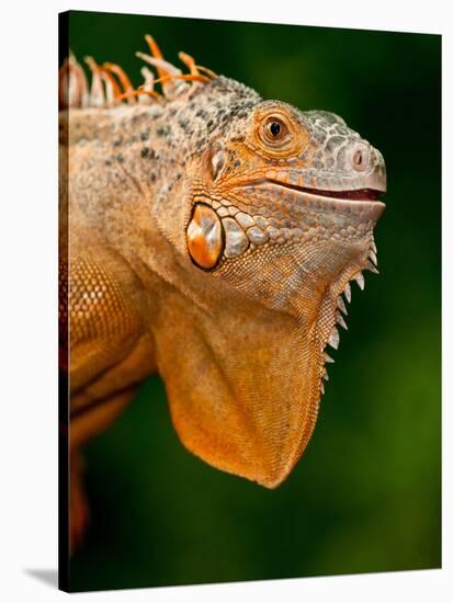 Green Iguana, Iguana Iguana, Native to Mexico and Central America-David Northcott-Stretched Canvas