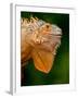 Green Iguana, Iguana Iguana, Native to Mexico and Central America-David Northcott-Framed Premium Photographic Print