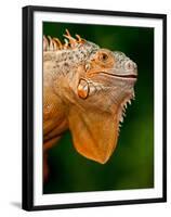 Green Iguana, Iguana Iguana, Native to Mexico and Central America-David Northcott-Framed Premium Photographic Print