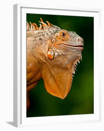 Green Iguana, Iguana Iguana, Native to Mexico and Central America-David Northcott-Framed Premium Photographic Print