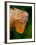 Green Iguana, Iguana Iguana, Native to Mexico and Central America-David Northcott-Framed Premium Photographic Print