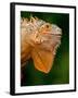 Green Iguana, Iguana Iguana, Native to Mexico and Central America-David Northcott-Framed Premium Photographic Print