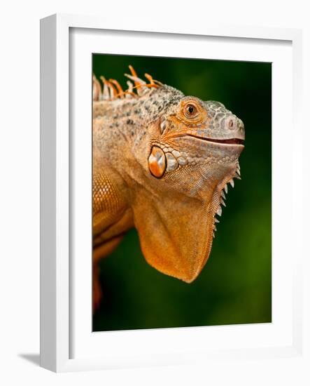 Green Iguana, Iguana Iguana, Native to Mexico and Central America-David Northcott-Framed Photographic Print