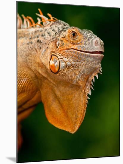 Green Iguana, Iguana Iguana, Native to Mexico and Central America-David Northcott-Mounted Photographic Print