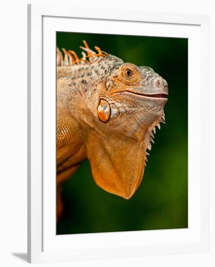 Green Iguana, Iguana Iguana, Native to Mexico and Central America-David Northcott-Framed Photographic Print