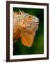 Green Iguana, Iguana Iguana, Native to Mexico and Central America-David Northcott-Framed Photographic Print