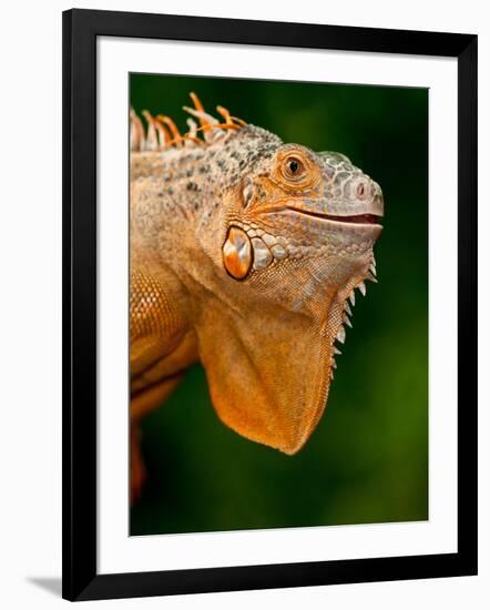 Green Iguana, Iguana Iguana, Native to Mexico and Central America-David Northcott-Framed Photographic Print