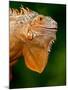 Green Iguana, Iguana Iguana, Native to Mexico and Central America-David Northcott-Mounted Photographic Print