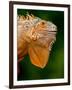 Green Iguana, Iguana Iguana, Native to Mexico and Central America-David Northcott-Framed Photographic Print