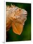 Green Iguana, Iguana Iguana, Native to Mexico and Central America-David Northcott-Framed Photographic Print