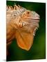 Green Iguana, Iguana Iguana, Native to Mexico and Central America-David Northcott-Mounted Photographic Print