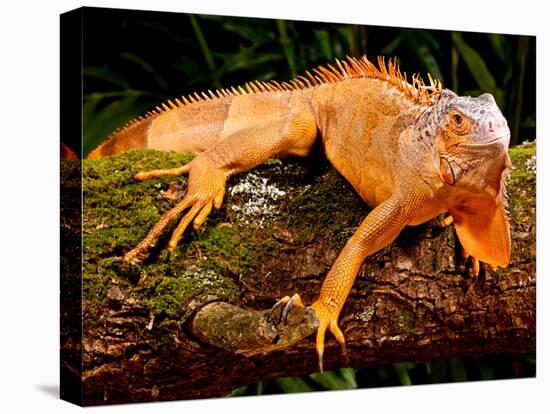 Green Iguana, Iguana Iguana, Native to Mexico and Central America-David Northcott-Stretched Canvas