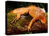 Green Iguana, Iguana Iguana, Native to Mexico and Central America-David Northcott-Stretched Canvas