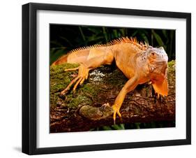 Green Iguana, Iguana Iguana, Native to Mexico and Central America-David Northcott-Framed Premium Photographic Print