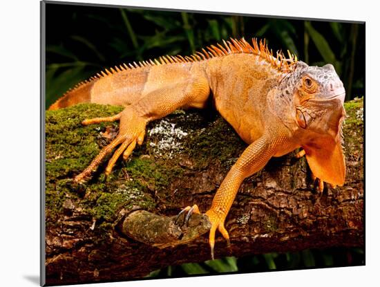 Green Iguana, Iguana Iguana, Native to Mexico and Central America-David Northcott-Mounted Premium Photographic Print