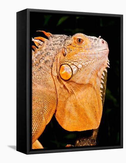 Green Iguana, Iguana Iguana, Native to Mexico and Central America-David Northcott-Framed Stretched Canvas