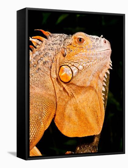 Green Iguana, Iguana Iguana, Native to Mexico and Central America-David Northcott-Framed Stretched Canvas