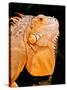 Green Iguana, Iguana Iguana, Native to Mexico and Central America-David Northcott-Stretched Canvas