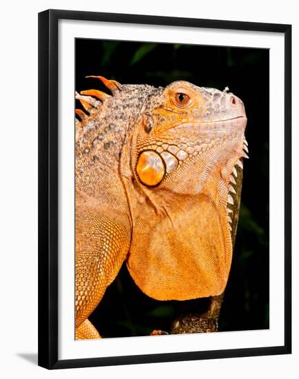 Green Iguana, Iguana Iguana, Native to Mexico and Central America-David Northcott-Framed Premium Photographic Print