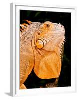 Green Iguana, Iguana Iguana, Native to Mexico and Central America-David Northcott-Framed Premium Photographic Print